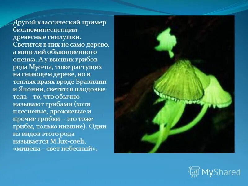 Гнилушки источник света. Биолюминесцентные грибы информация. Гнилушки светятся. Гнилушка светится в темноте. Древесные гнилушки.