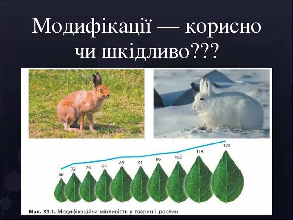 Фенотипическая модификационная изменчивость. Гималайский кролик модификационная изменчивость. Горностаевый кролик модификационная изменчивость. Модификационная изменчивость у животных. Пример явления иллюстрирующего изменчивость