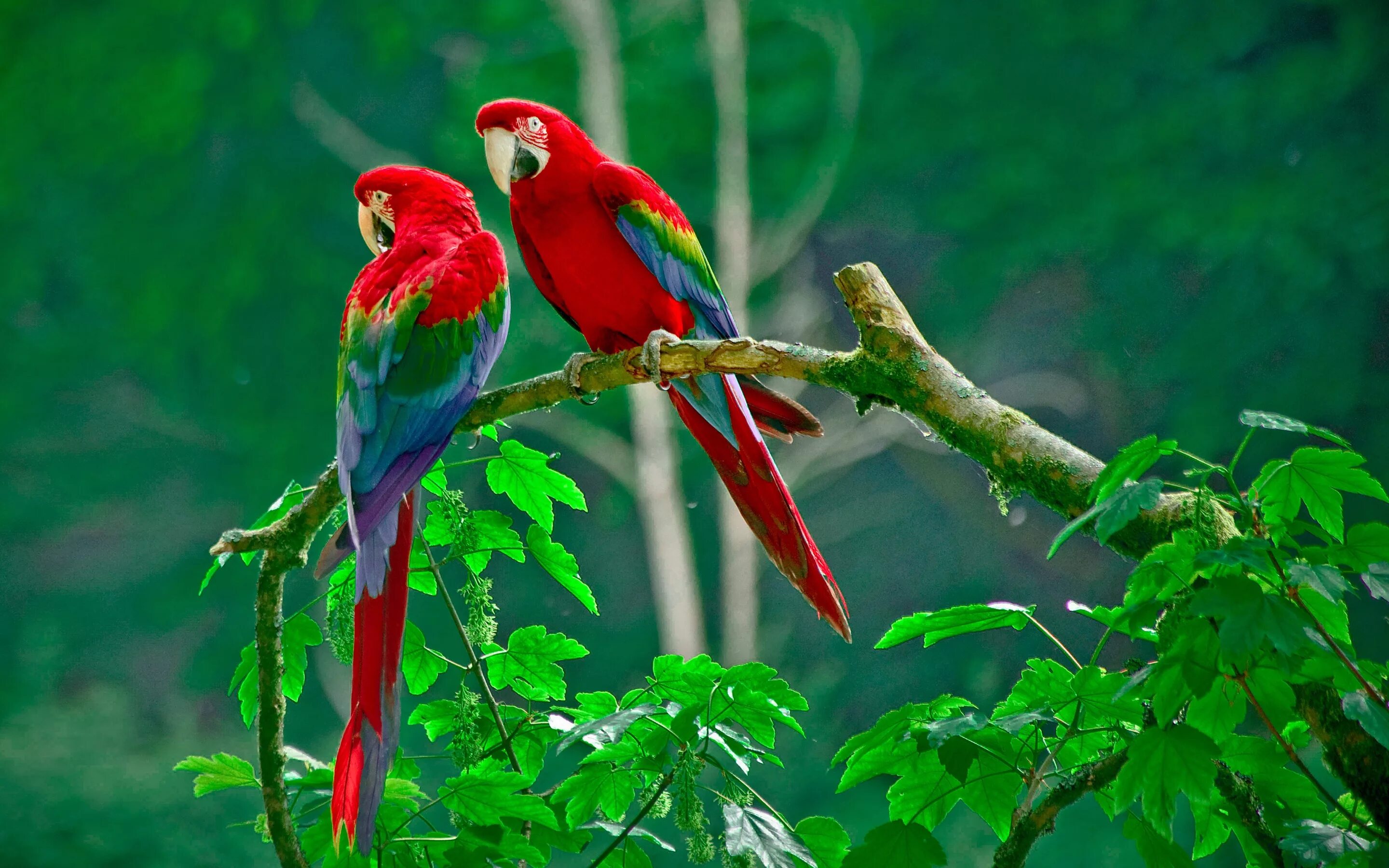 Попугай лорикет красный. Сайроки кушлар. Розелла попугай. Коста Рика попугаи.
