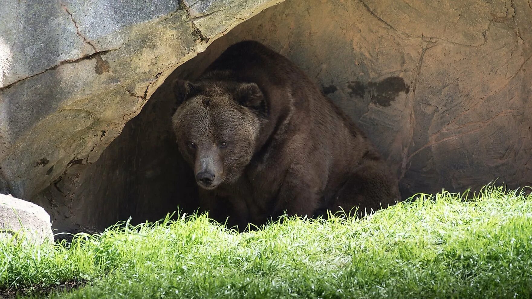 Медведь Гризли в берлоге. Медвежья Берлога. Бурый медведь в берлоге. Берлога медведя. Медведь в берлоге.