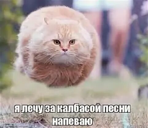 Кот летит мем. Летающие круглые коты. летающий кот мем. летающий толстый кот. кот мем.