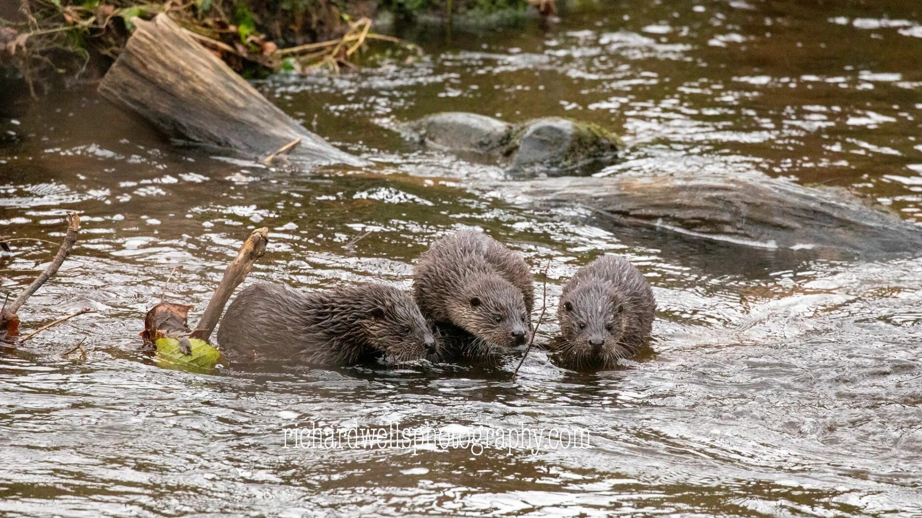 девятнадцать выдр. гигантская выдра enhydriodon dikikae. речная выдра (lutra lutra). девятнадцать выдр. морская выдра ест.