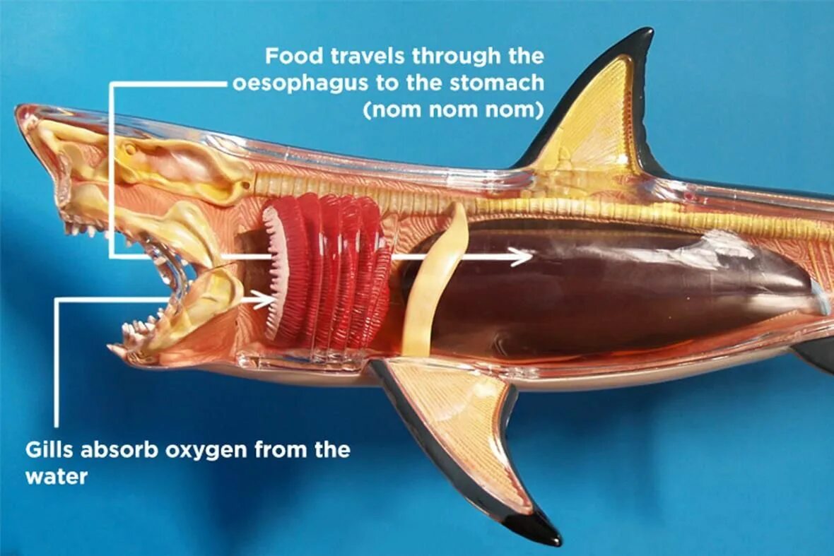 Какую функцию выполняют жабры у китовой акулы. Анатомия китовой акулы. Жабры китовой акулы.