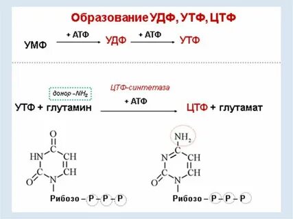 Утф биохимия