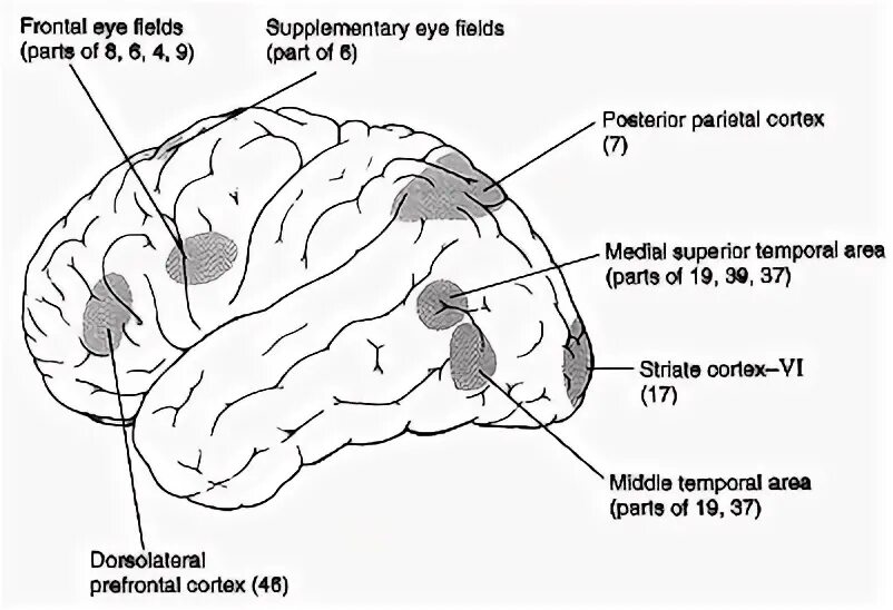 Field eye. Eye field. Bodytorium frontal. Frontal. Frontal.