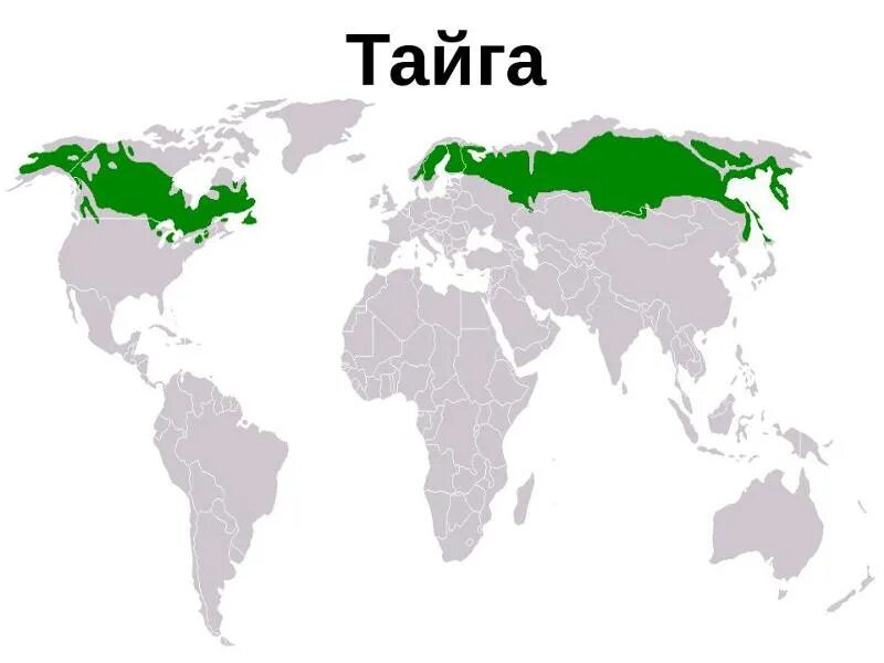 На каких материках расположена тайга. Географическое положение тайги на карте. Расположение тайги в Евразии. Зона тайги в Евразии на карте.