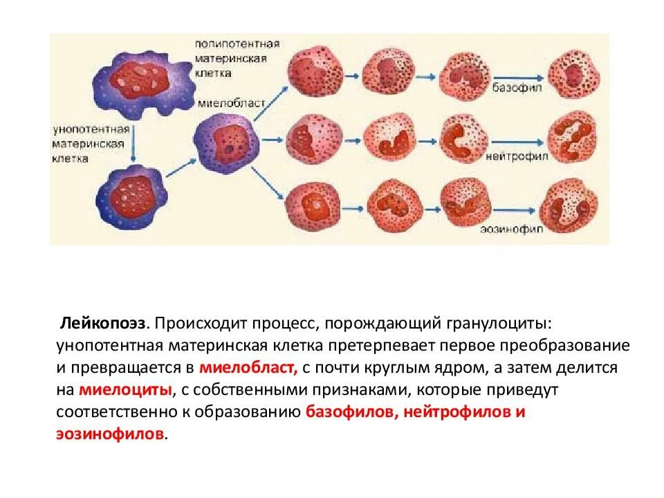 Гемопоэз гранулоциты. Миелобласт строение. Полипотентная клетка. Полипотентные клетки