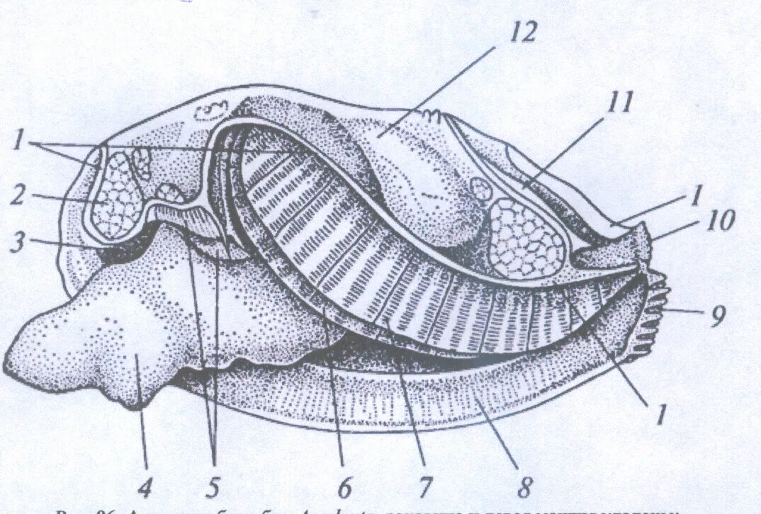 Анатомия беззубки. Строение беззубки без подписей. Внутреннее строение двустворчатых моллюсков. Двустворчатые моллюски беззубка строение. Улитка подписи