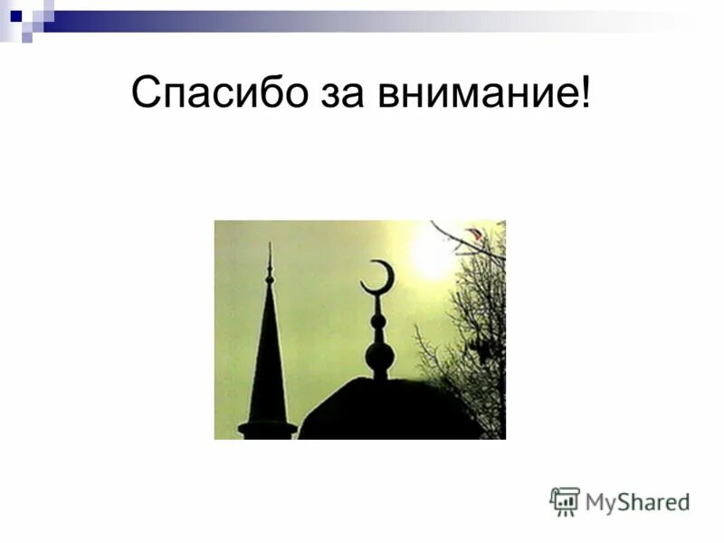 сетария setaria italica. что такое могар и чумиза. ячмень гривастый. сорго алеппское (sorghum halepense). дикие злаки кубани.