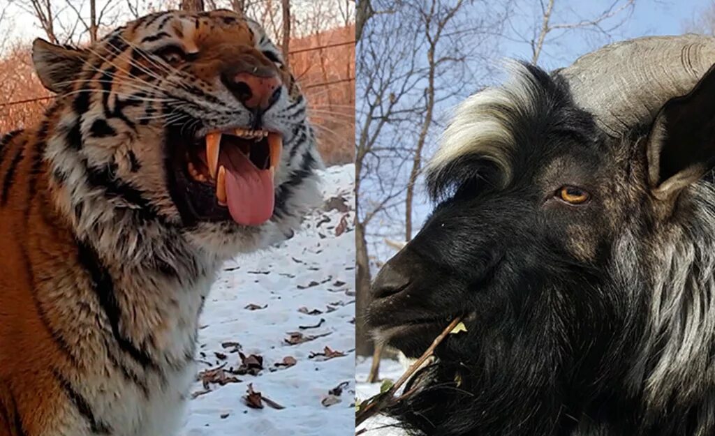 Тигриные истории книга. Амурский тигр на границе. Символ зоопарка в барнауле. Тигр 4k. Тигриные истории.