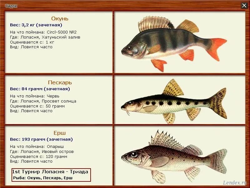 Язь и лещ отличия. Окунь и пескарь. Окунь и пескарь. Окунь щука карп карась сом лещ ерш. Рыбы пресноводные и морские для детей.