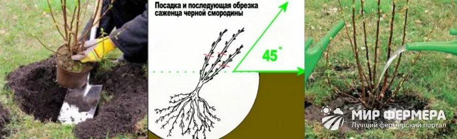 Когда можно сажать смородину весной. Правильная посадка смородины. Посадить саженцы черной смородины. Посадка смородины весной. Посадка черной смородины весной.