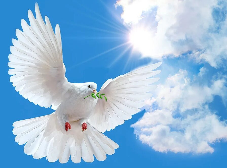 Мирного неба над головой с днем рождения. Голуби в небе. Белый голубь. Мирное небо.