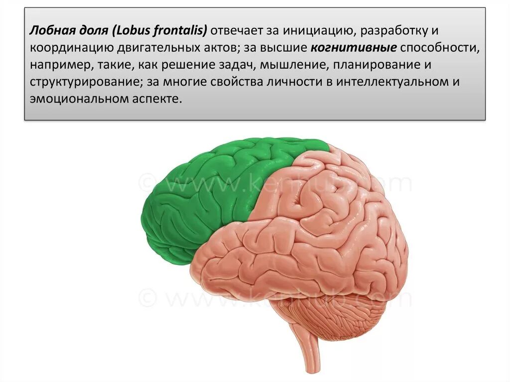 Развитие лобной доли мозга. Префронтальные отделы лобных долей. Префронтальные отделы коры лобных долей.