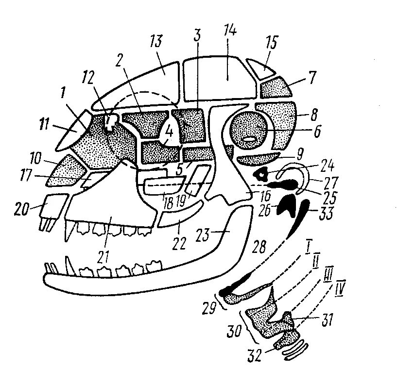 Схема строения черепа млекопитающих. Схема черепа млекопитающих по Веберу. Млекопитающие строение висцерального черепа. Строение скелета головы млекопитающих.
