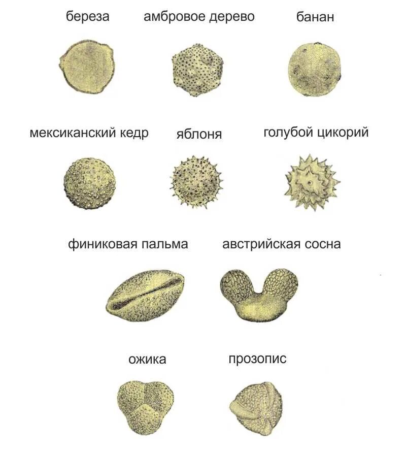 Какого цвета пыльца. Пыльца цветковых растений строение. Пыльца насекомоопыляемых растений под микроскопом. Формы пыльцевых зерен. Пыльцевые зерна растений атлас.