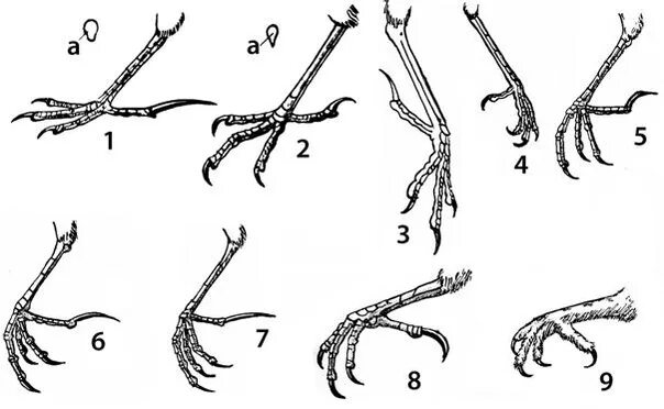 Кости пальцы птицы. Строение птицы цевка. Цевка у птиц результат приспособления к. Строение лап воробьинообразных. Строение ноги птицы.