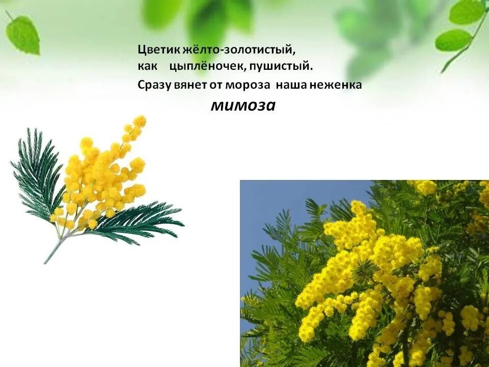 Мимоза для дошкольников. Стих про мимозу. Слайд весенние цветы Мимоза. Мимоза цветок для детей. Мимоза описание растения