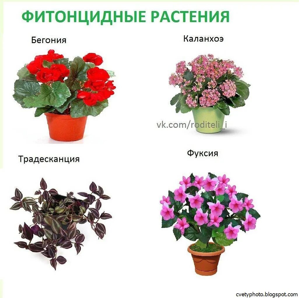 Цветы каталог с фотографиями цветущие