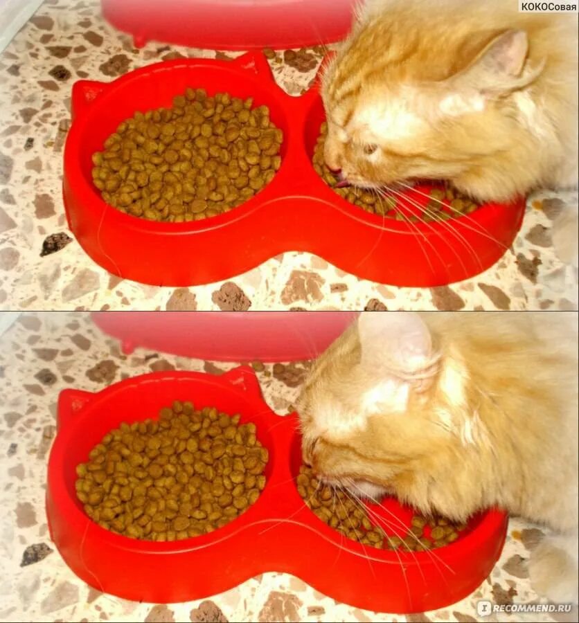 Кошка перестала кушать. Приучение котёнка к корму. Сушки для кошек еда. Котенок не ест сухой корм. Приучаю к сухому корму.
