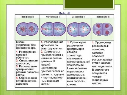 В каких клетках происходит мейоз