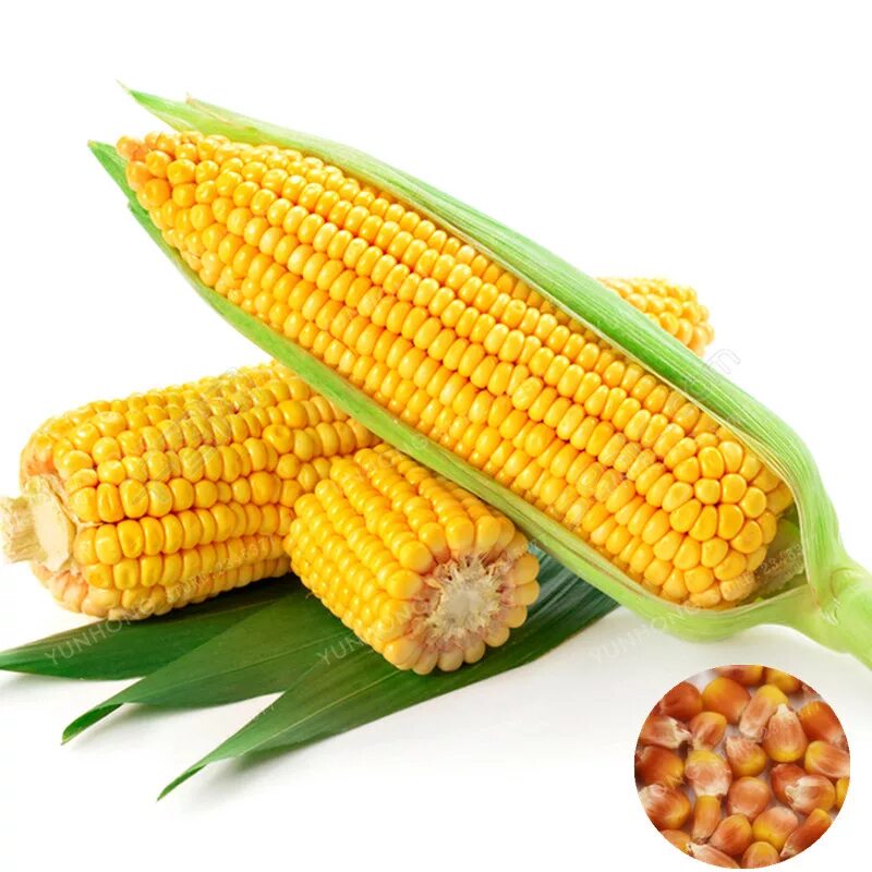 Кукуруза початок. Кукуруза - Zea Mays l.. Кукуруза Свит Хани. Кукуруза на белом фоне. Mays corn