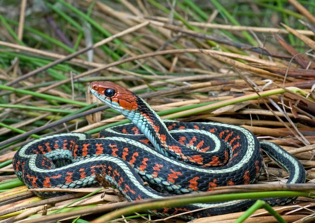 Подвязочная змея (Thamnophis sirtalis). Калифорнийская Краснобокая подвязочная змея. Подвязочная змея пестрая (Thamnophis Marcianus). Калифорнийская Краснобокая Garter Snake змея.