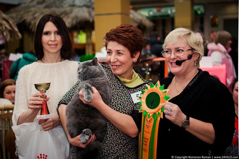 тц июнь выставка кошек. выставка кошек полярис 2017г фото. выставка кошек вднх. трц июнь выставка кошек красноярск фото. выставка кошек люберцы.