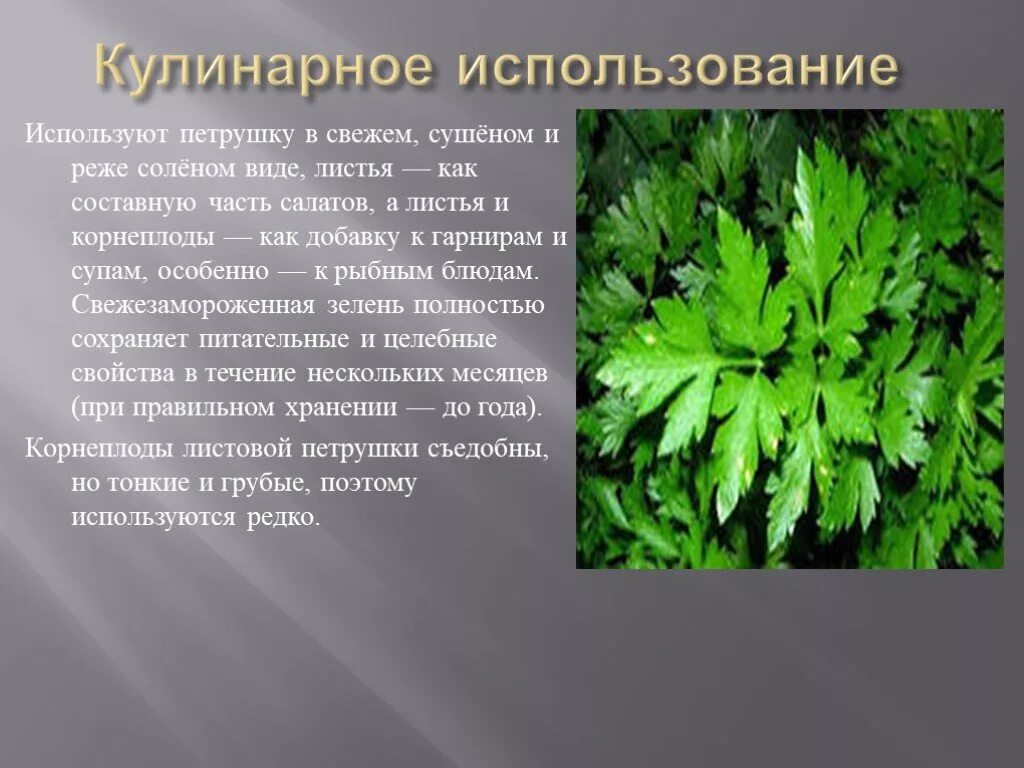 Укроп стихи. Петрушка растение. Сорта петрушки. Полезные вещества в петрушке. Петрушка лечебное растение.