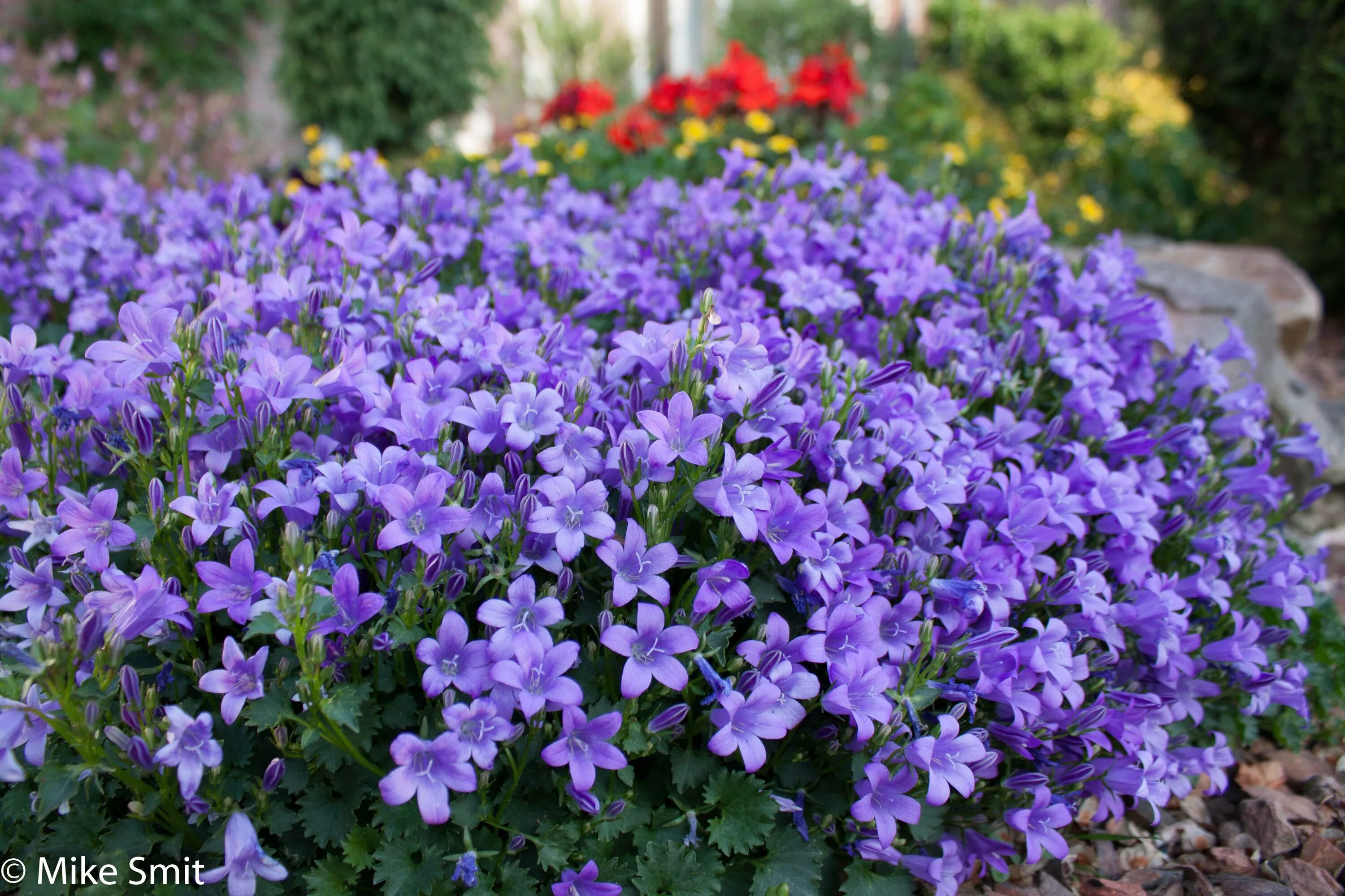 Кампанула Блауранка. Кампанула многолетник садовый. Кампанула (Campanula). Кампанула уличная многолетка. Колокольчик блю