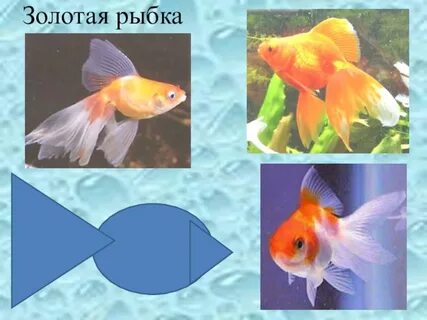 Рыбка 1 класс