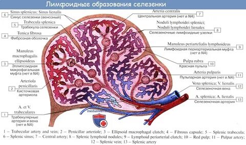 Строение селезенки