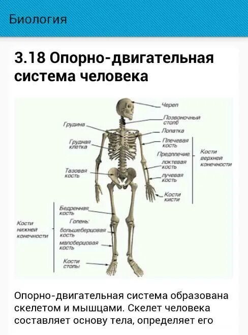Тест по скелету человека с ответами. Биология опорно двигательная системы строение. опорно двигательная система строение и функции таблица. таблица опорно двигательной системы человека. скелет. схема функции опорно двигательной системы.