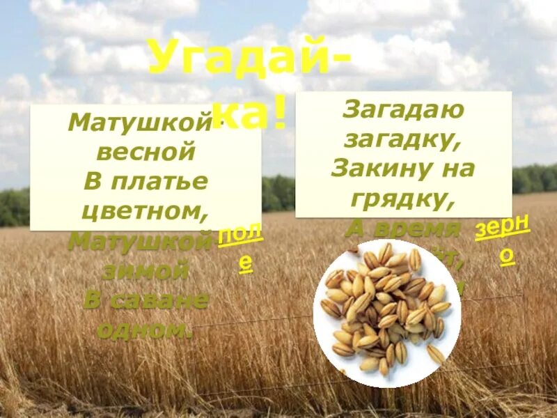 Загадай какую загадку. Загадаю загадку закину за грядку. загадать загадку. загадаю загадку кину на грядку в рост пойдет калачом взойдет. загадаю загадку кину на грядку в рост пойдёт калачом зайдёт.