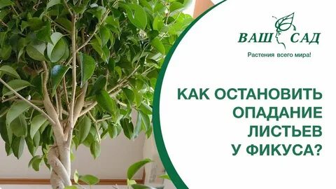 Почему бенджамин скидывает листья