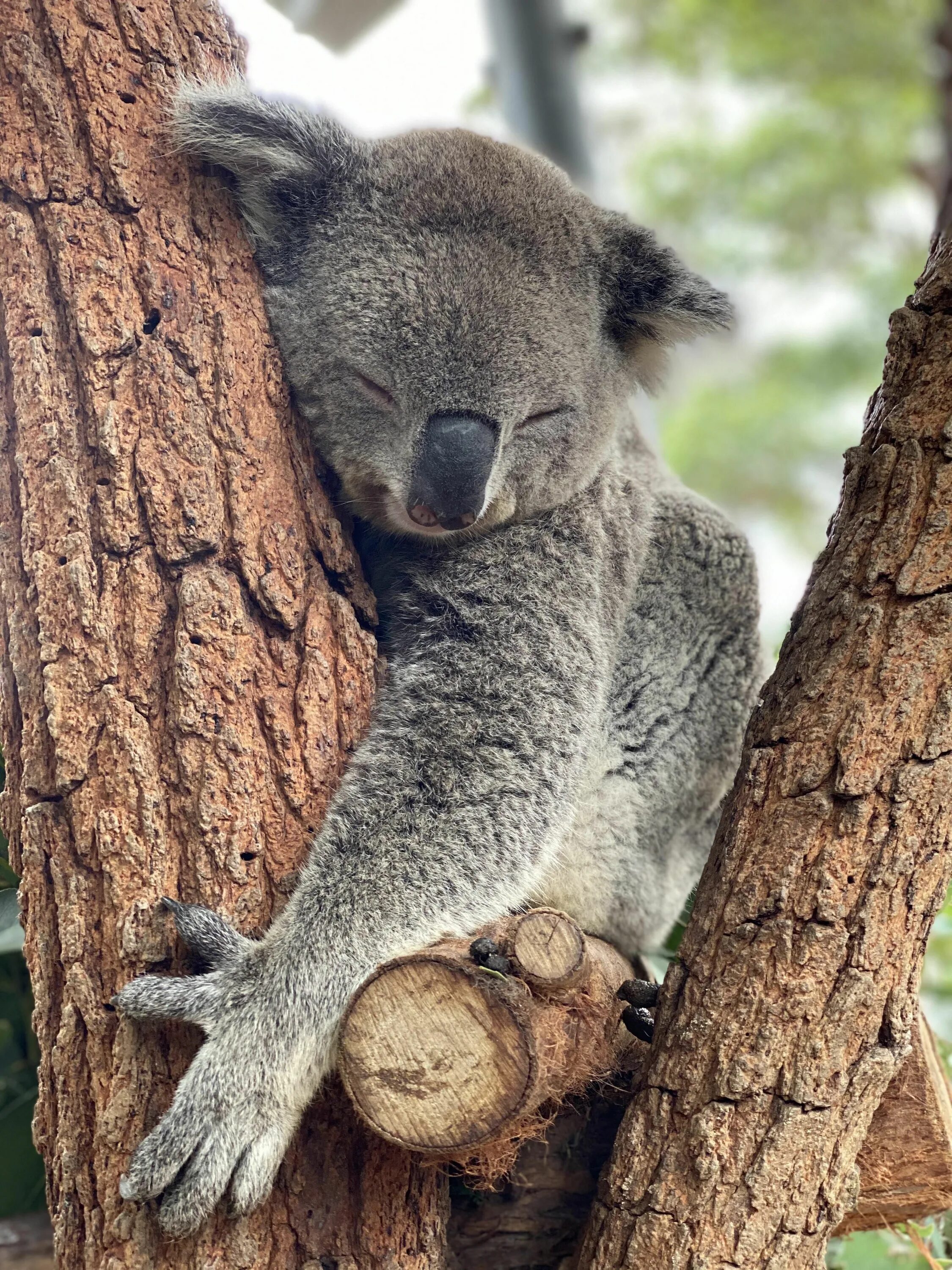 Коала стоя. Коала Кристи. Карликовая коала. Мишка коала. Коала в Австралии.