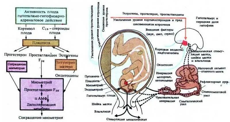 Гормоны плаценты схема. Схема развития родовой деятельности. Гормоны беременности перед родами. Изменения в организме беременной схема.