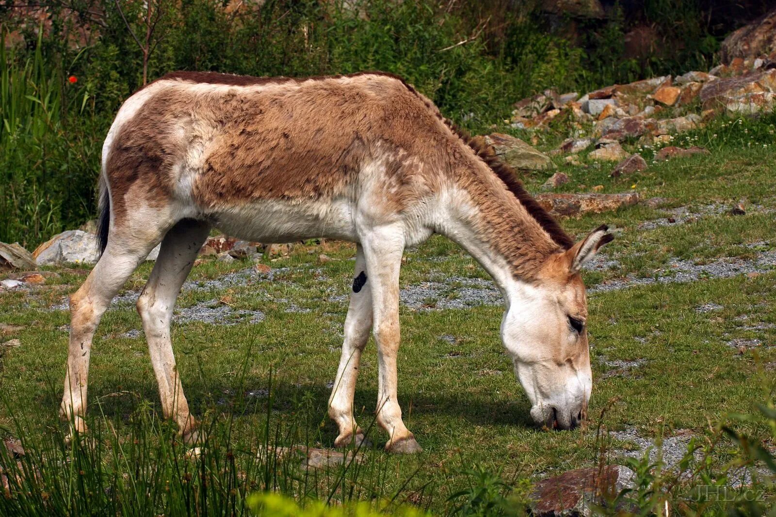 Кулан область. Кулан Equus hemionus. Кулан Казахстан. Животные Казахстана Кулан. Кулан Якутский.