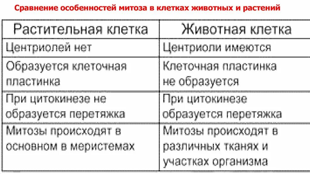 Особенности деления клеток животных. Отличие митоза в животной и растительной клетках. Митоз в растительной и животной клетках Общие черты и отличия. Особенности деления клетки растений клетки животных. Различия митоза растительной и животной клетки.