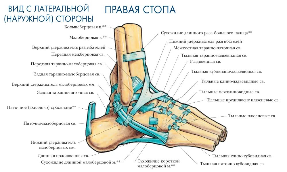 Голеностопный сустав анатомия латынь. Голеностопный сустав анатомия строение связки. Ступня человека снизу. Связочный аппарат голеностопного сустава.