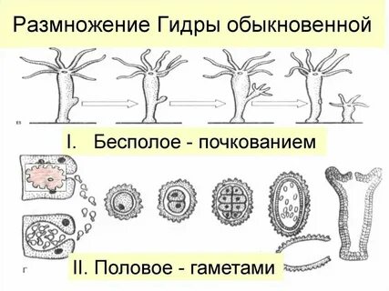 Пресноводная гидра стадия эмбрионального развития