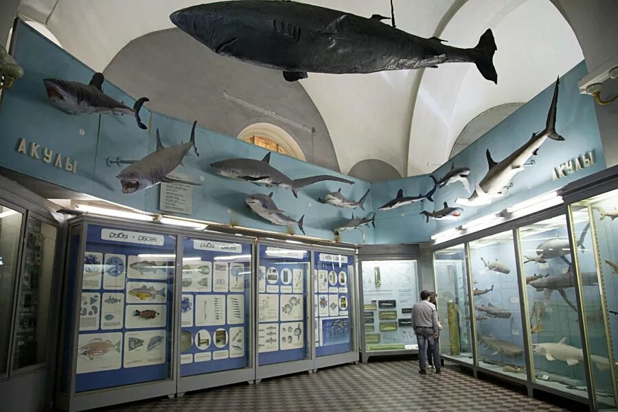 акулы санкт петербурга. белая акула игрушка. огромные акулы в музее. акула в санкт-петербурге в неве. акулы санкт петербурга.