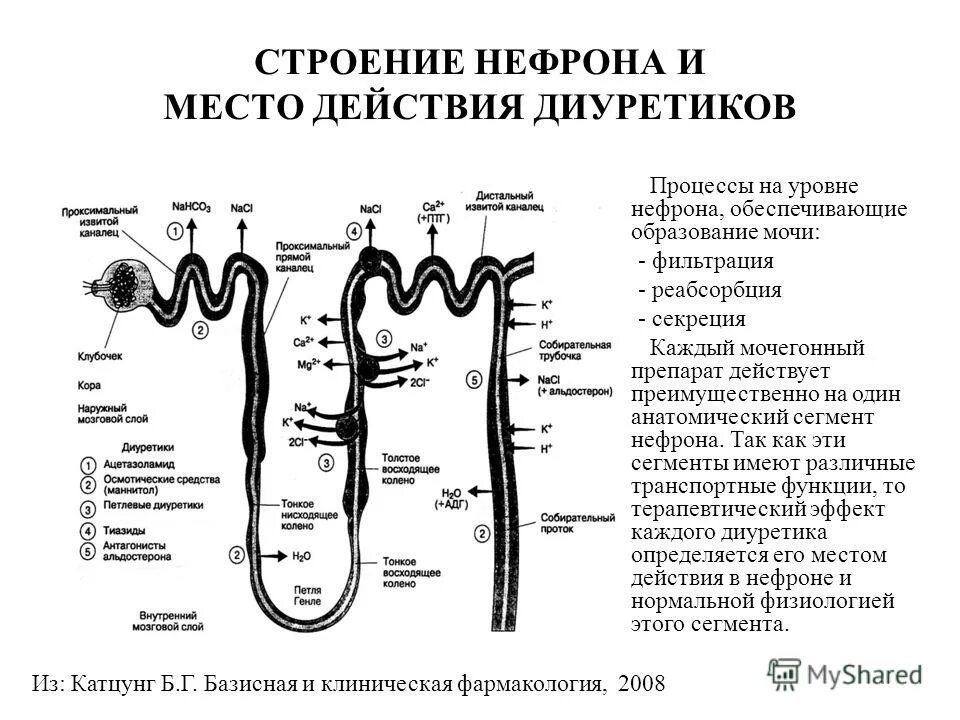 процесс место действия. 5с система бережливого производства. процессный подход в менеджменте. место действия основных групп диуретиков в нефроне. основной тип пищеварения у человека.