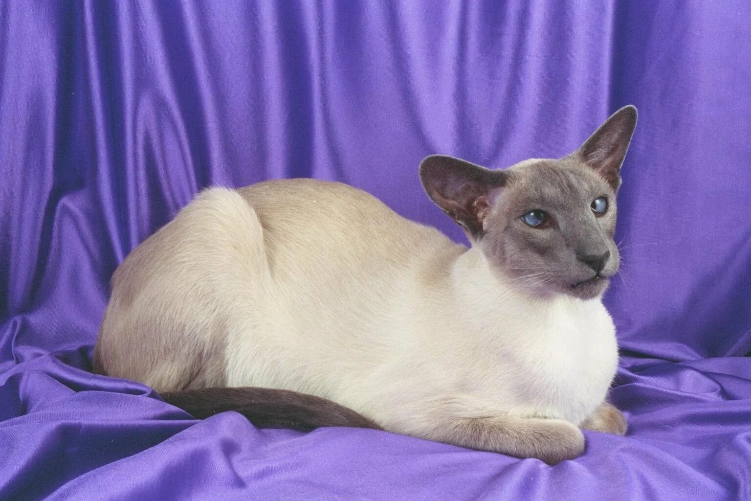 Сиамская Ориентальная кошка. Лиловый ориентальный кот. Балинезийская кошка Блю-Пойнт. Ориентальная Балинезийская кошка. Окрас кошки породы ориентальная