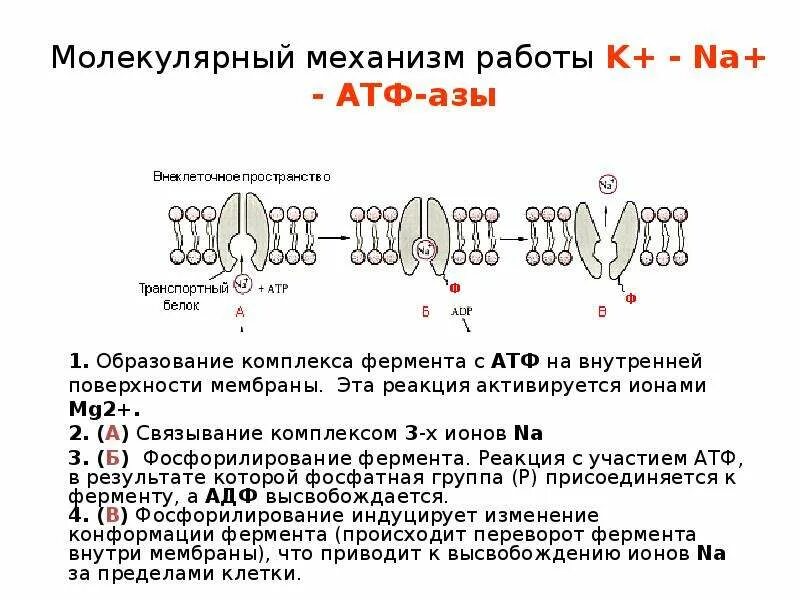 Механизм действия атф синтазы. Механизм работы na/k азы. Механизм работы атф. Строение атф синтазы биохимия. Механизм работы атф.
