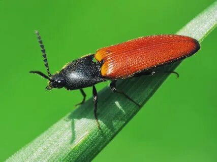 Ampedus sanguineus