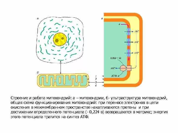 Работа митохондрий. Строение митохондрий биохимия. Схема работы митохондрии. Микро и ультраструктура функции митохондрии.