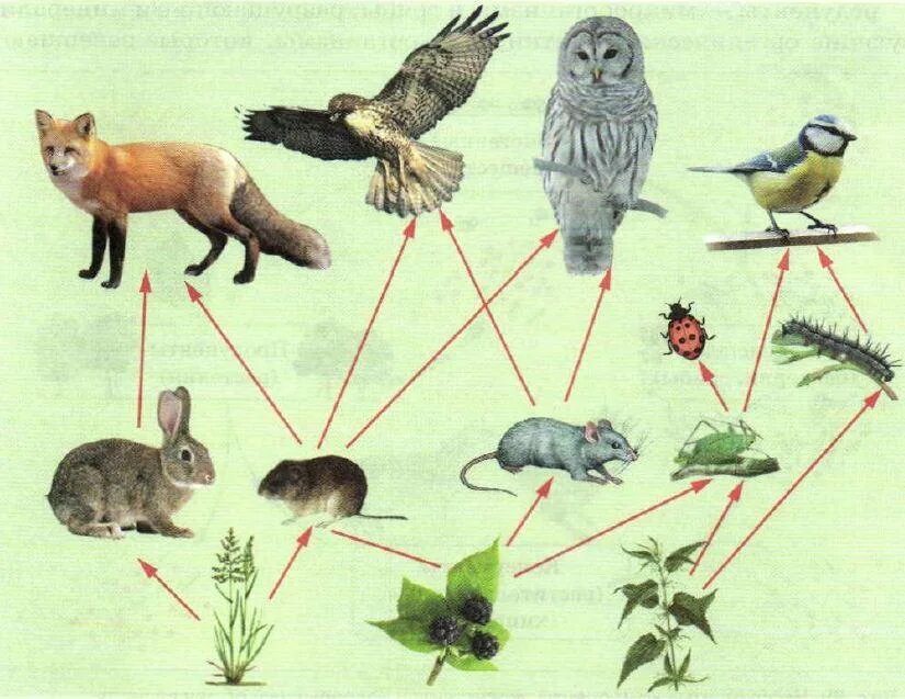 Составить схему природного сообщества. Трофические звенья в цепи питания. Пищевая трофическая цепь питания. Цепь питания консументы редуценты. Цепь питания трофическая цепь.