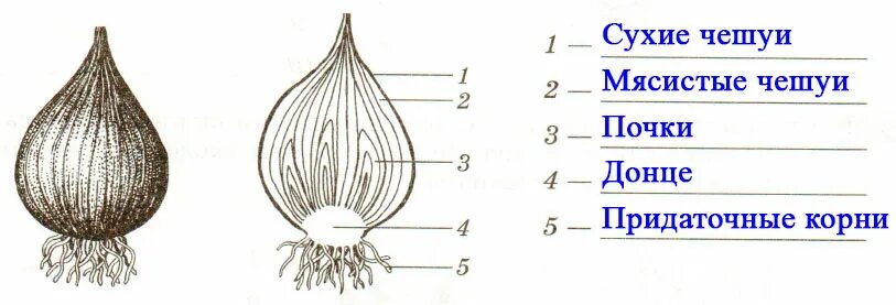 Луковицы работа. Видоизменения побегов клубнелуковица. Строение видоизмененного побега луковицы. Строение клубня. Строения клубня картофеля биология 6 класс лабораторная.