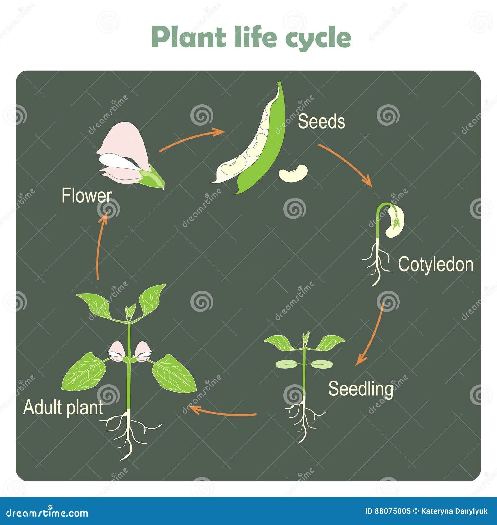 Жизненный цикл растений. Цикл жизни цветка. Жизненный цикл растений для детей. Жизненный цикл растений схема. Plant cycle